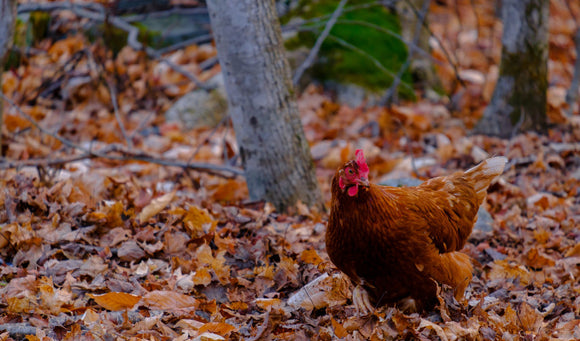 Late Fall Chicken and Poultry Care: Preparing Your Flock for Winter